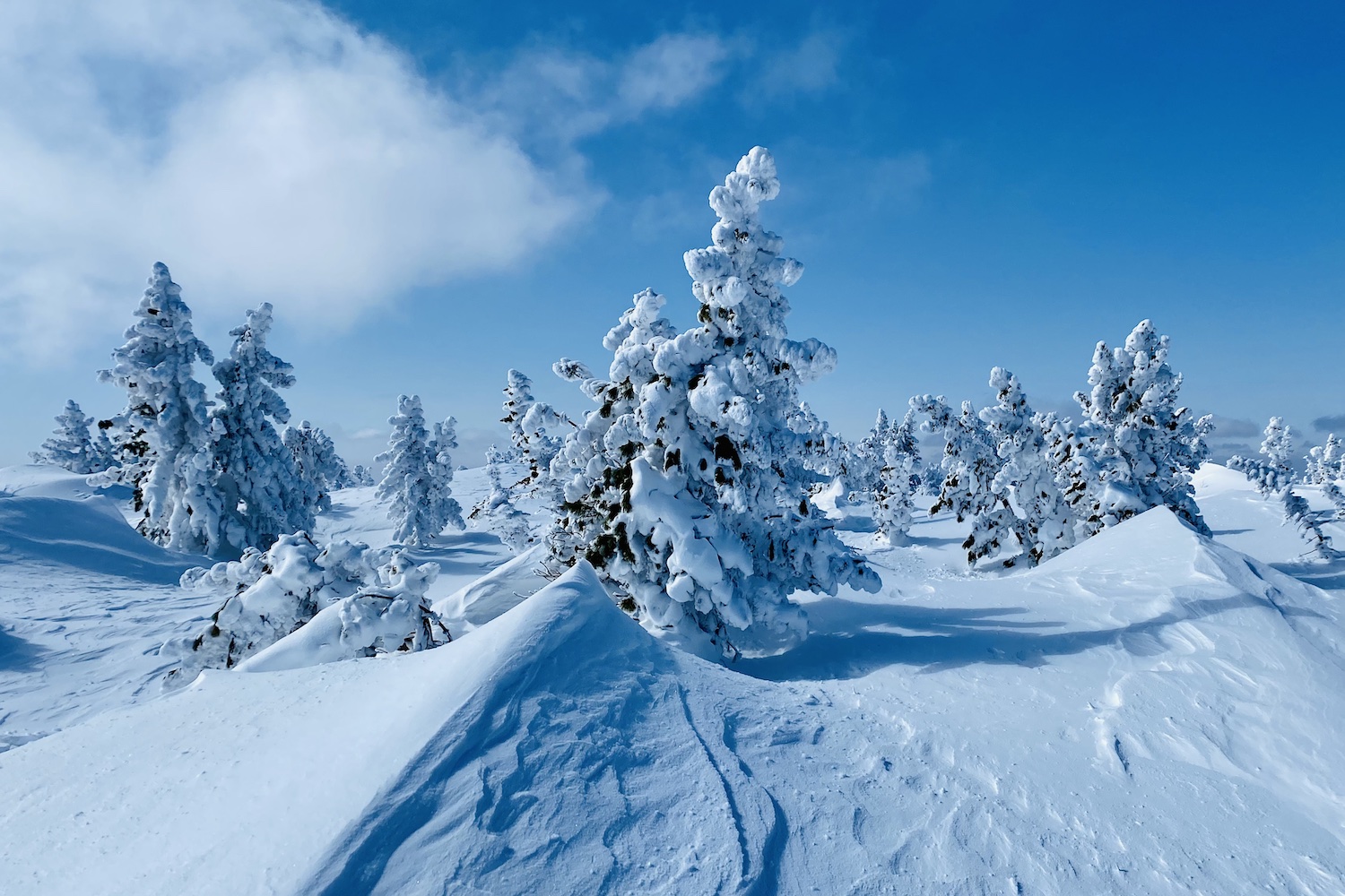 фрирайд_шерегеш4